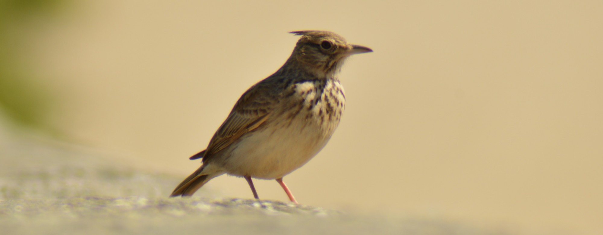 Trip Report: Extremadura (Parte II)