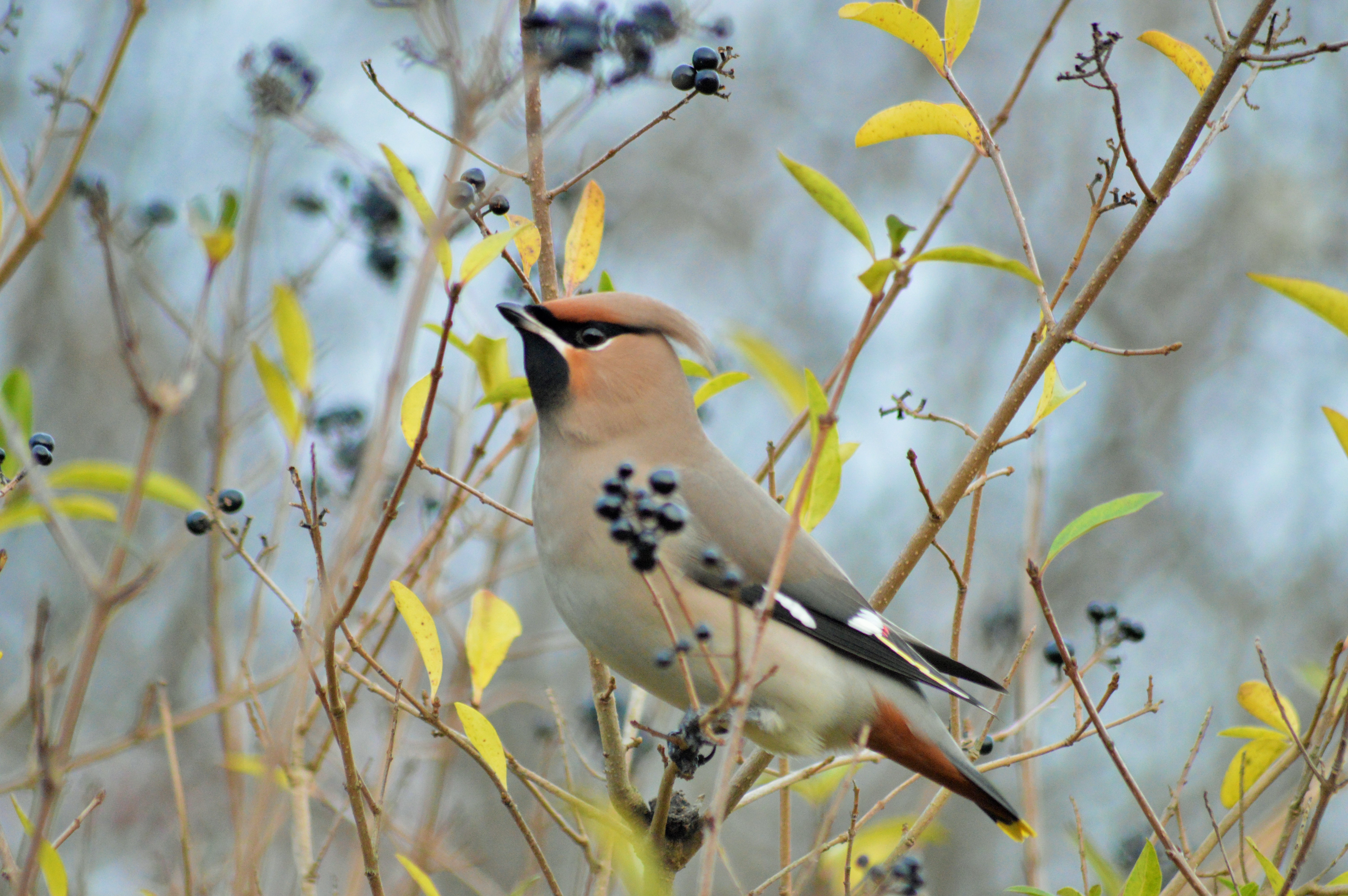 Is It Winter I feel?