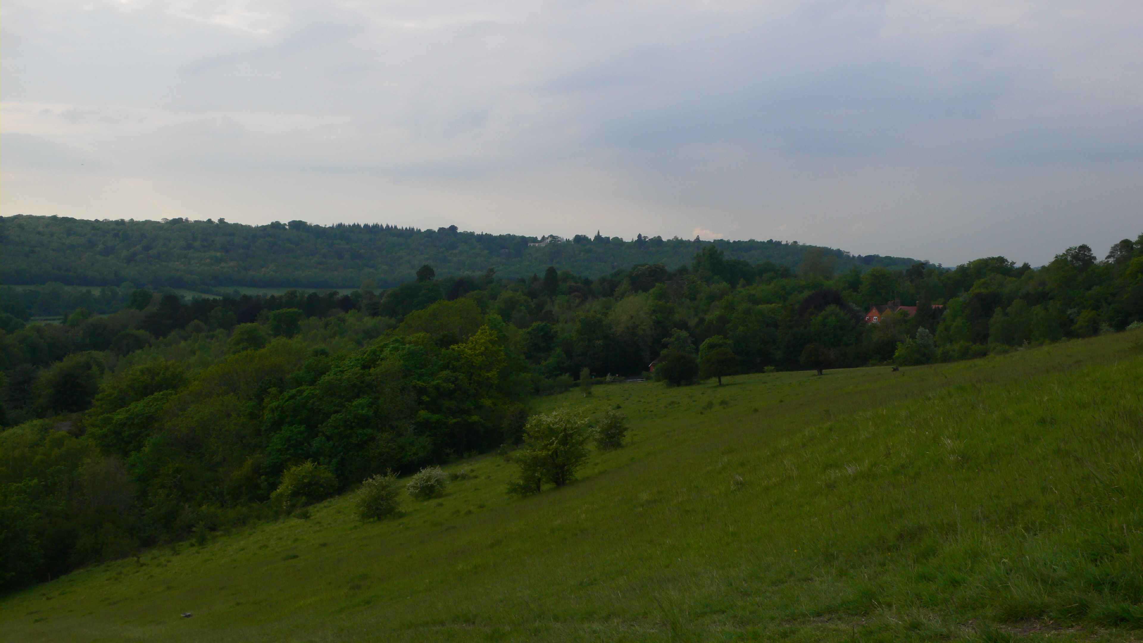 In the Company of Trees, by Frances Jones
