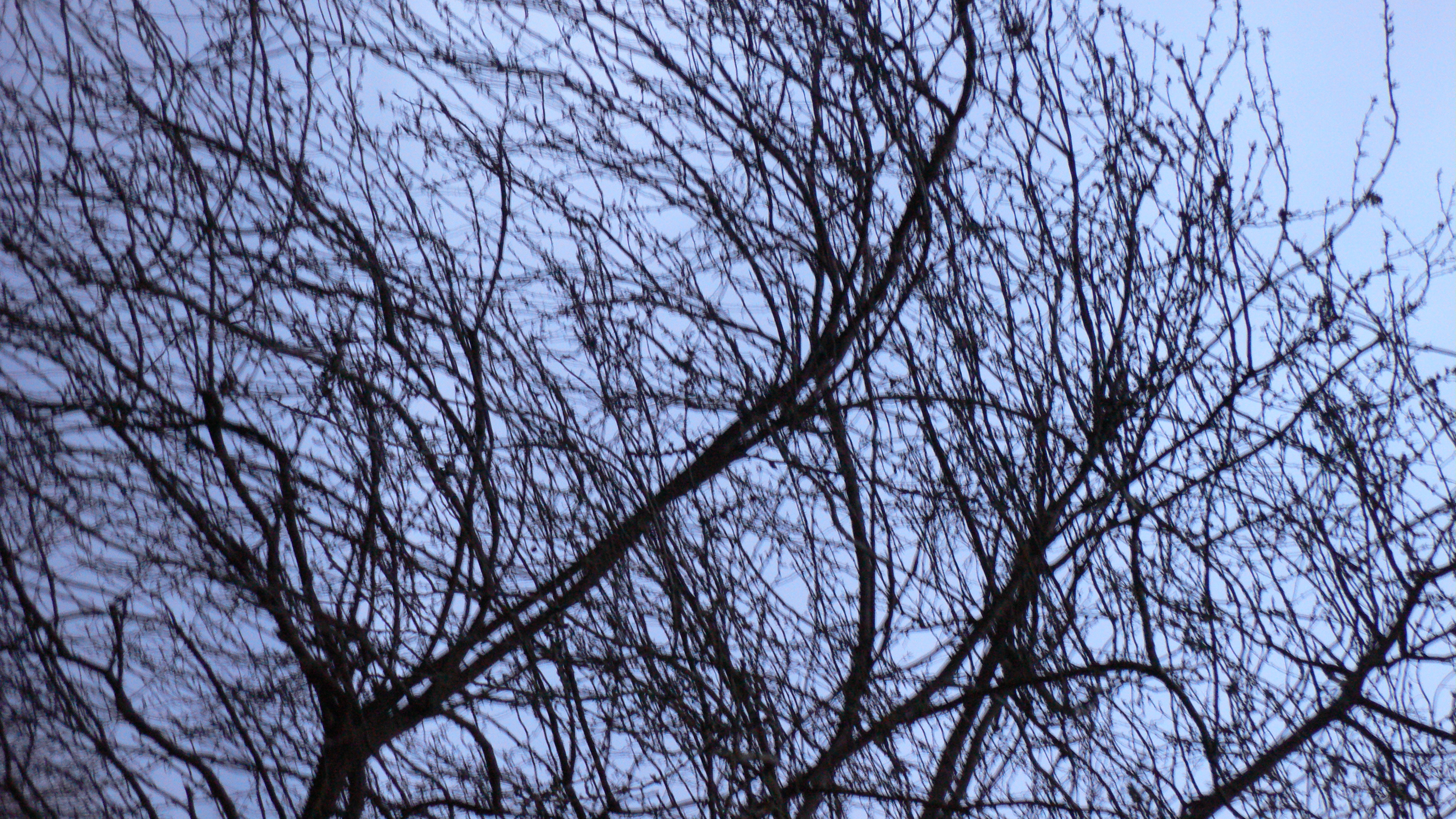 Bringing Nature into the Music Lesson, by Frances Jones