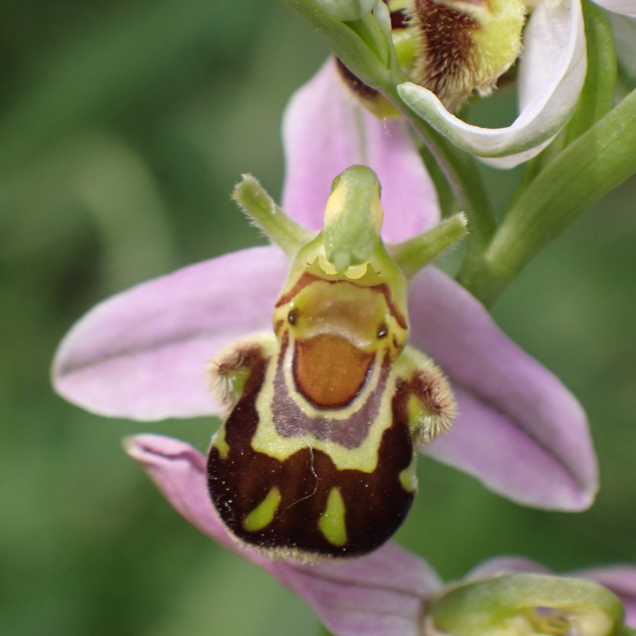 Bee Orchid at Silverlink