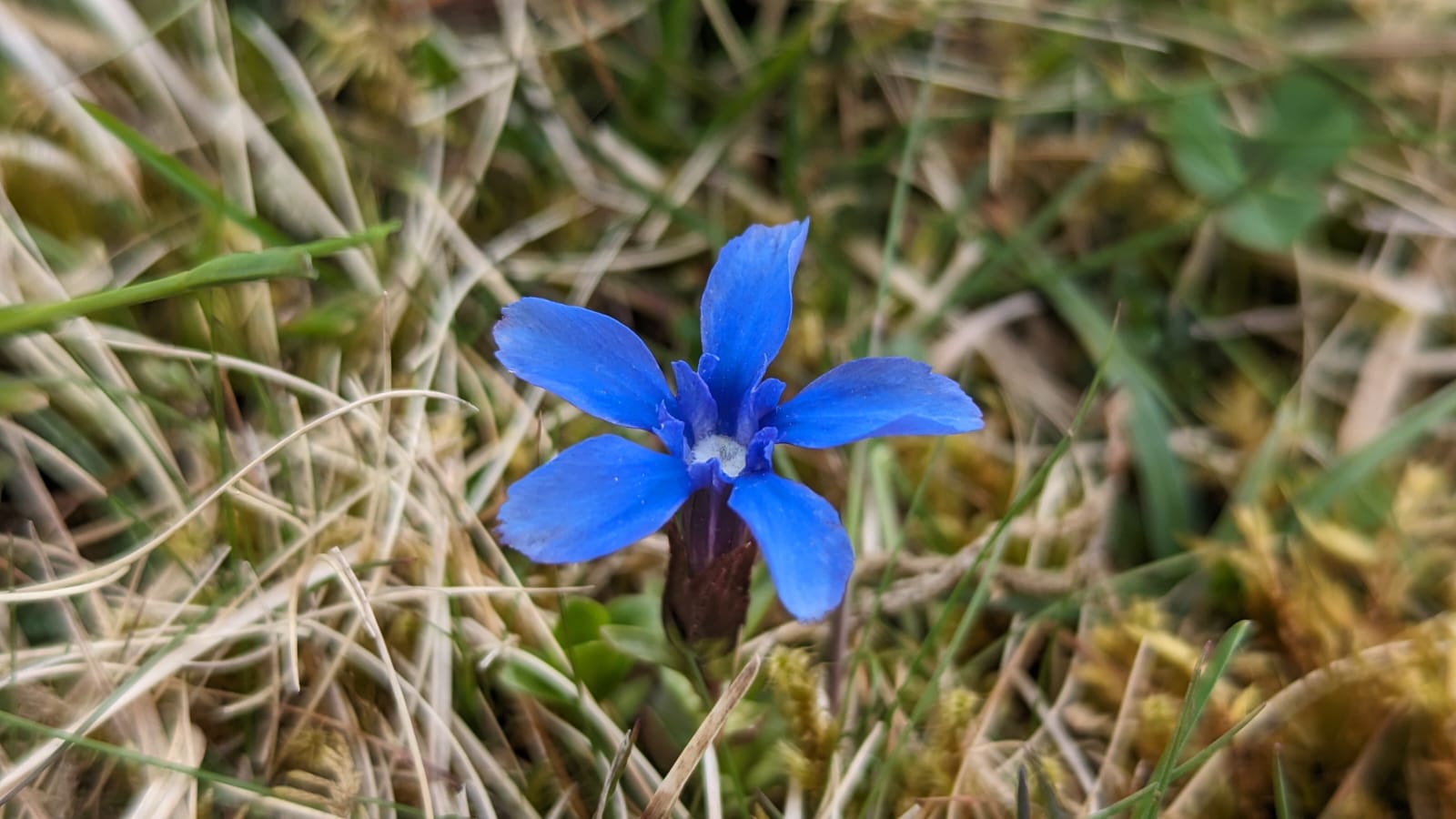 The Best Plant App for Beginner Botanists: Comprehensive Edition