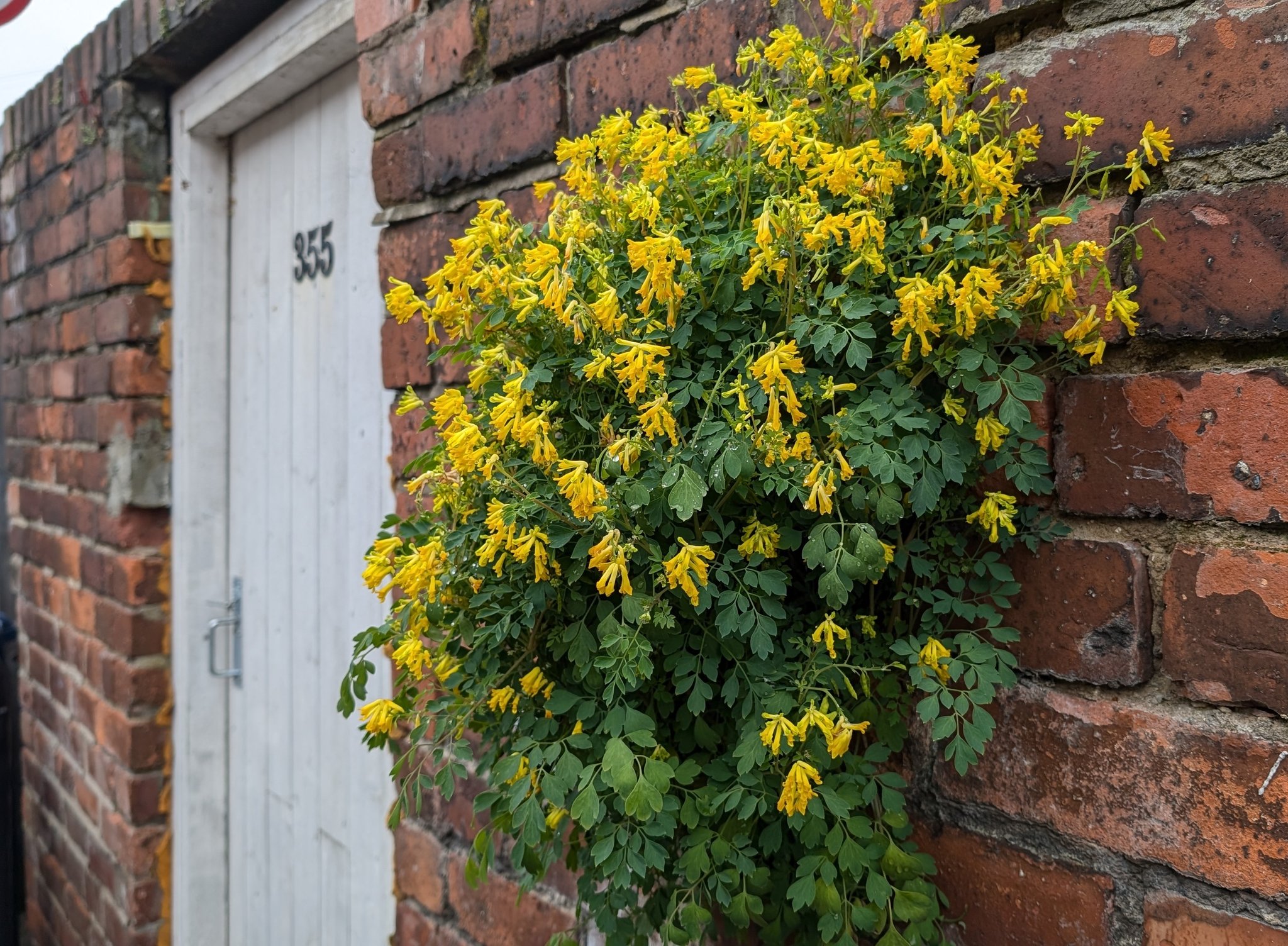 Walks Through the Flora of Newcastle – The Streets of Heaton