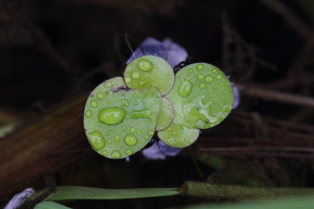 Walks Through the Flora of Newcastle – Big Waters & Brenkley