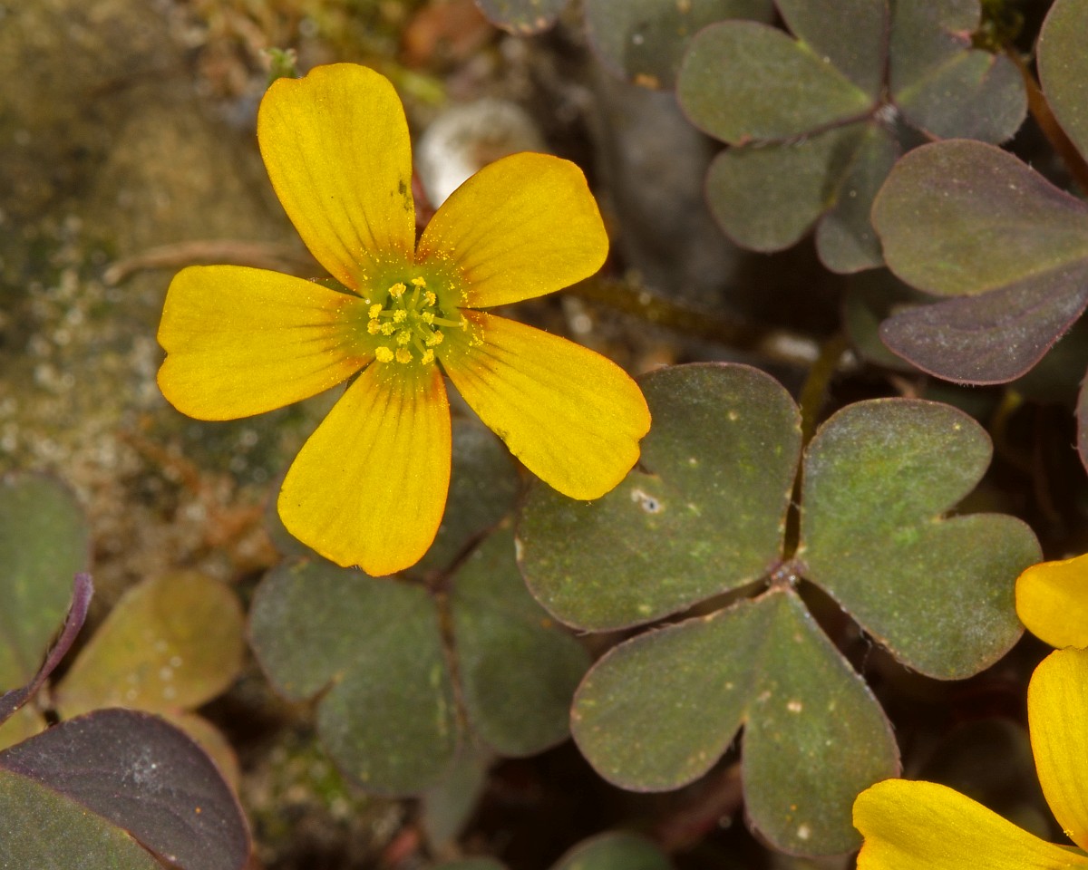 Identifying Oxalis