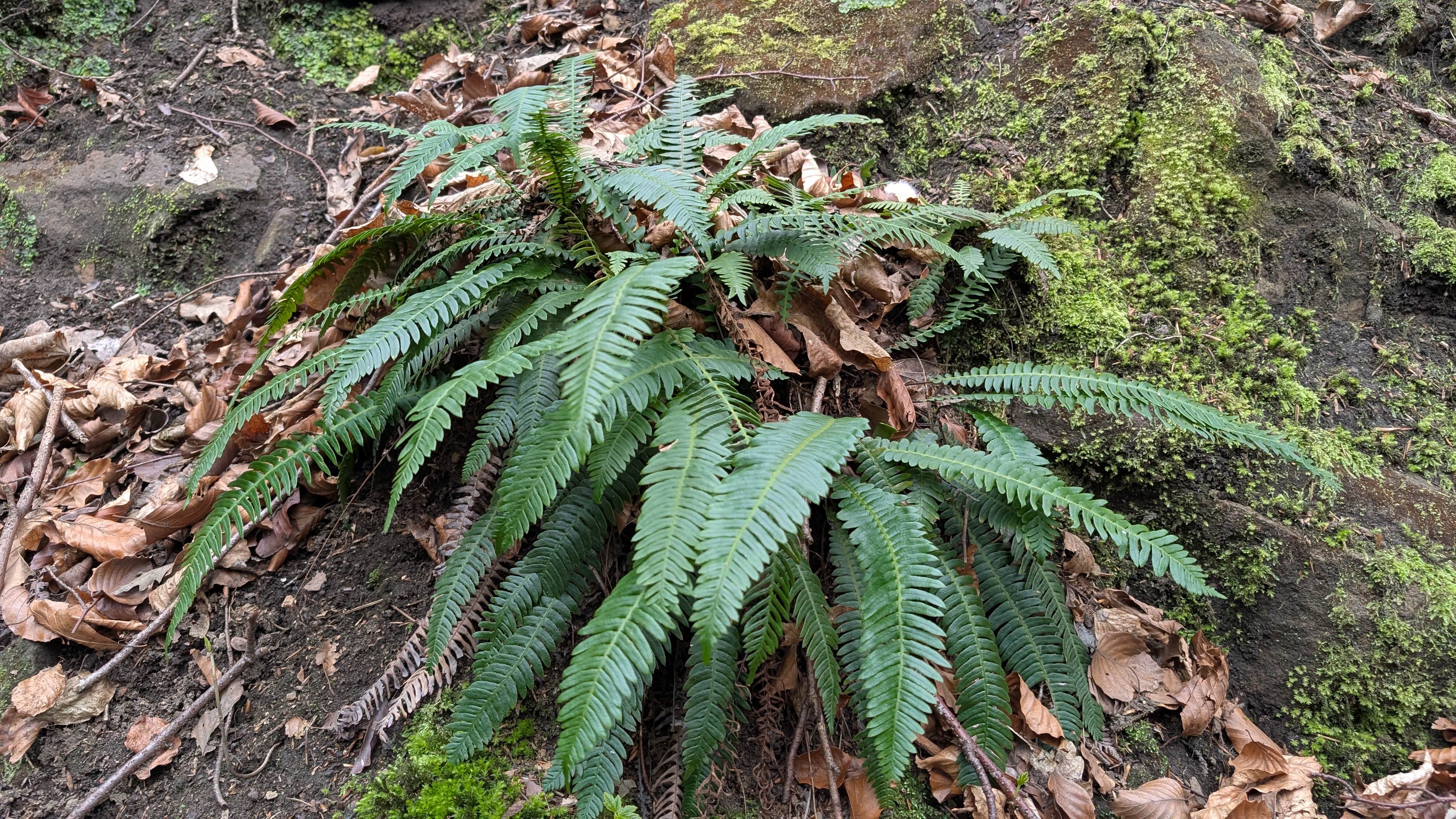 The Urban Ferns of Newcastle and North Tyneside