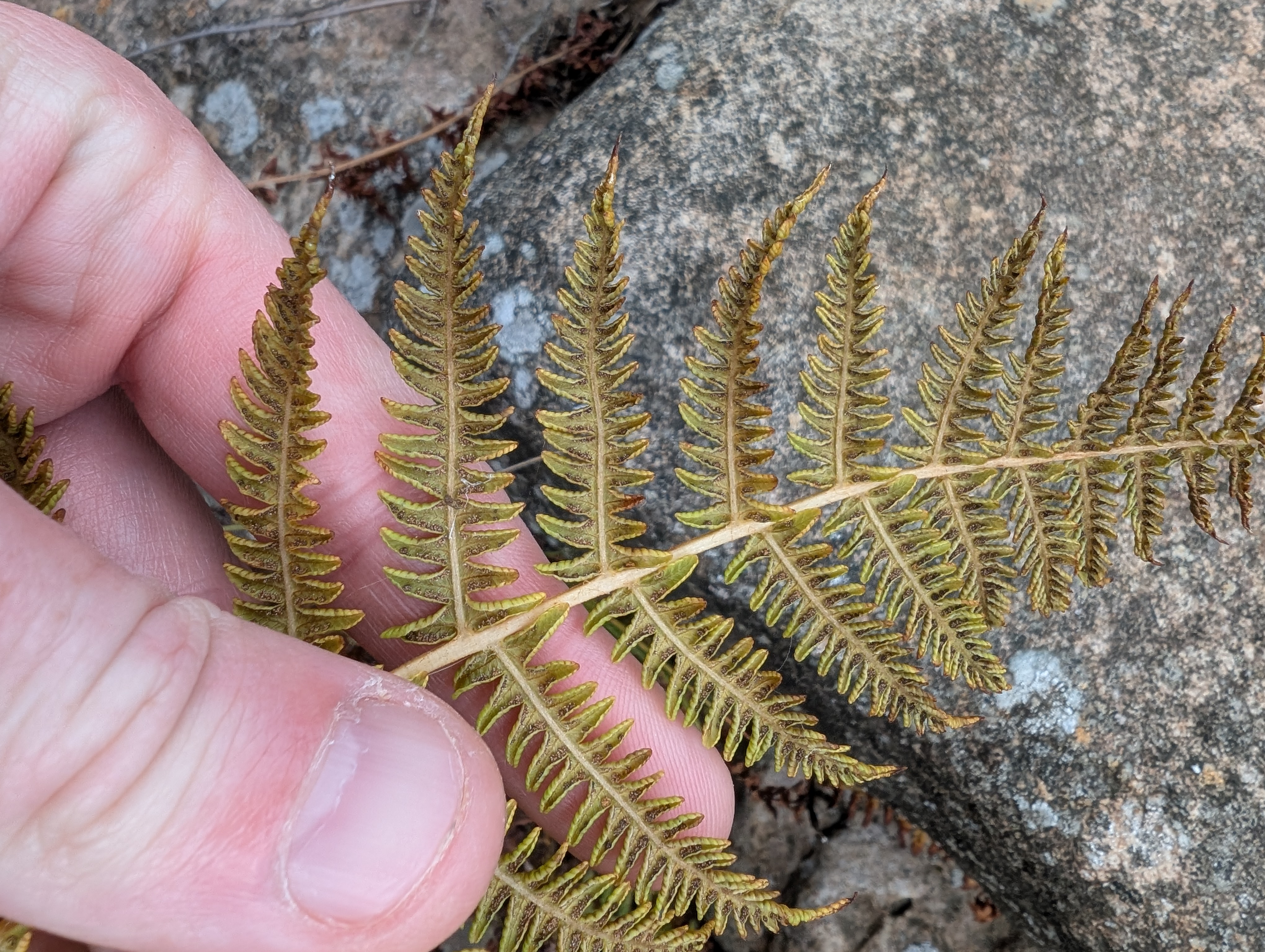 Growing Ferns from Spores – Part 1