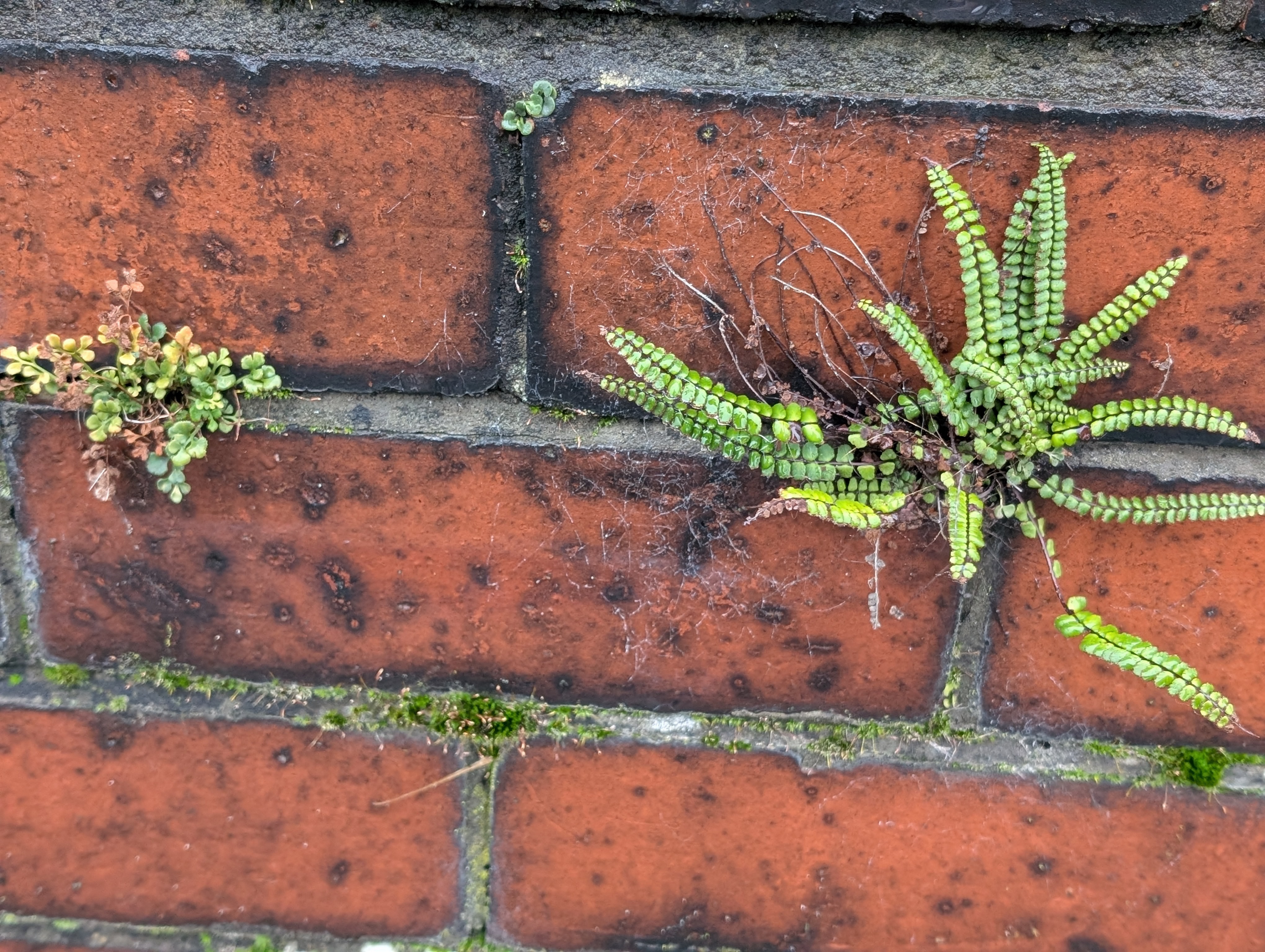 Year of Ferns: Slim Pickings