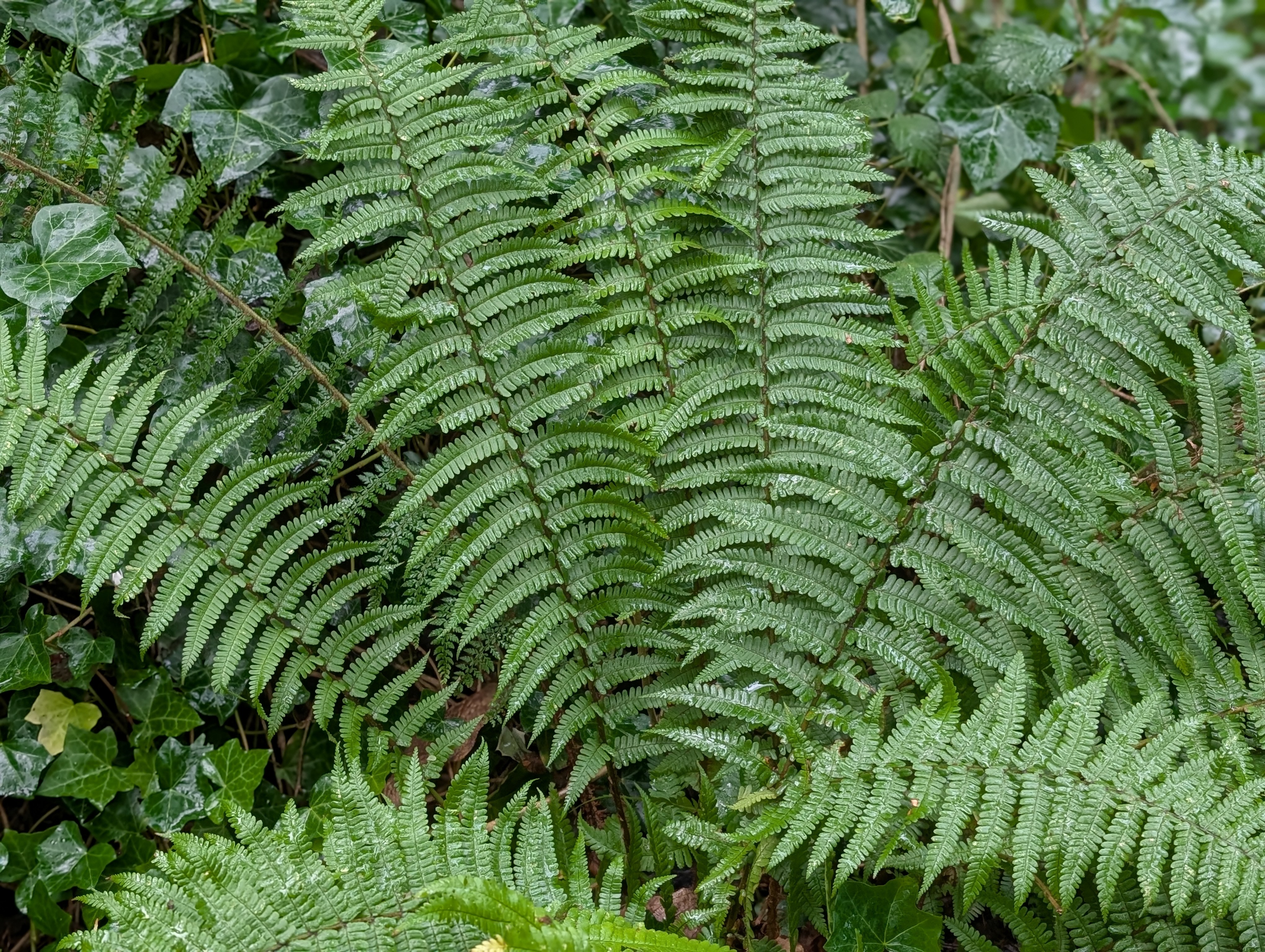 Year of Ferns:Woodland in Winter