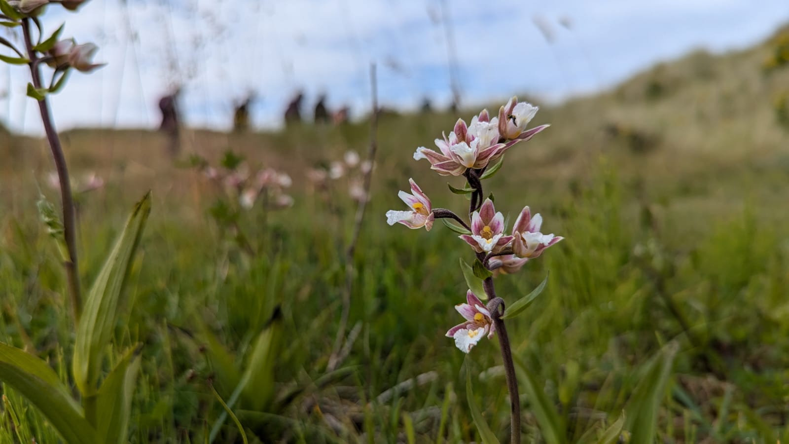 Flora of Holy Island