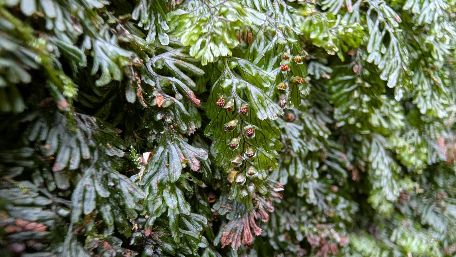 Year of Ferns: Tunbridge Filmy-fern
