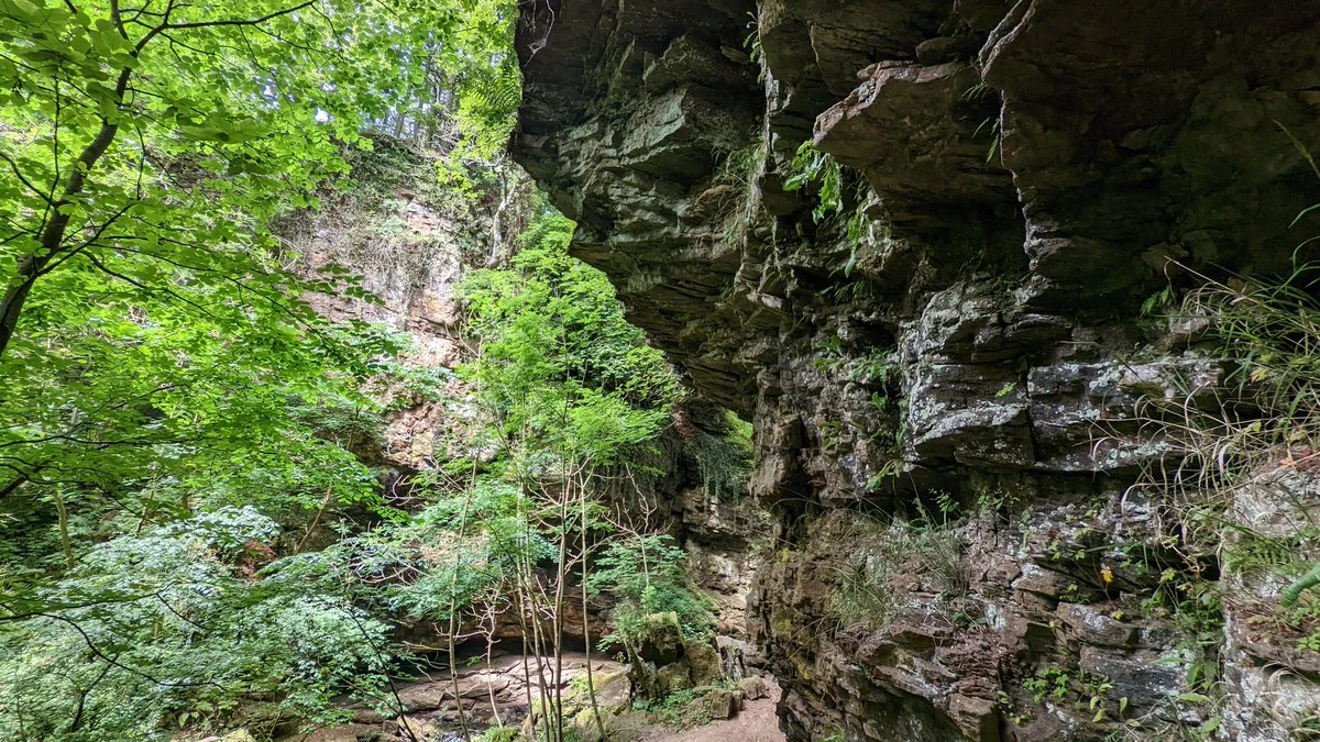 Flora of Harshaw Linn
