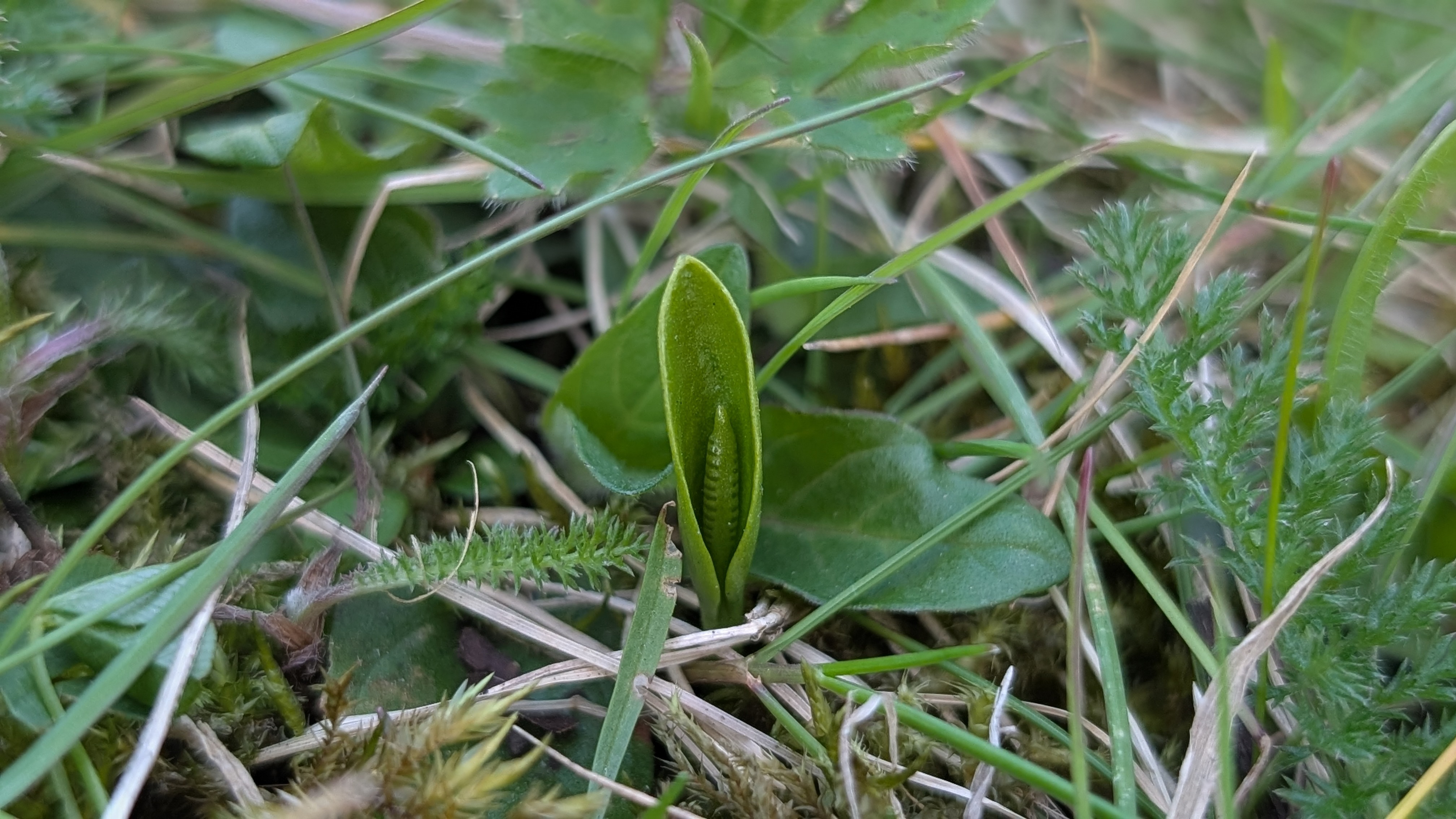 Year of Ferns: Adder’s-tongue