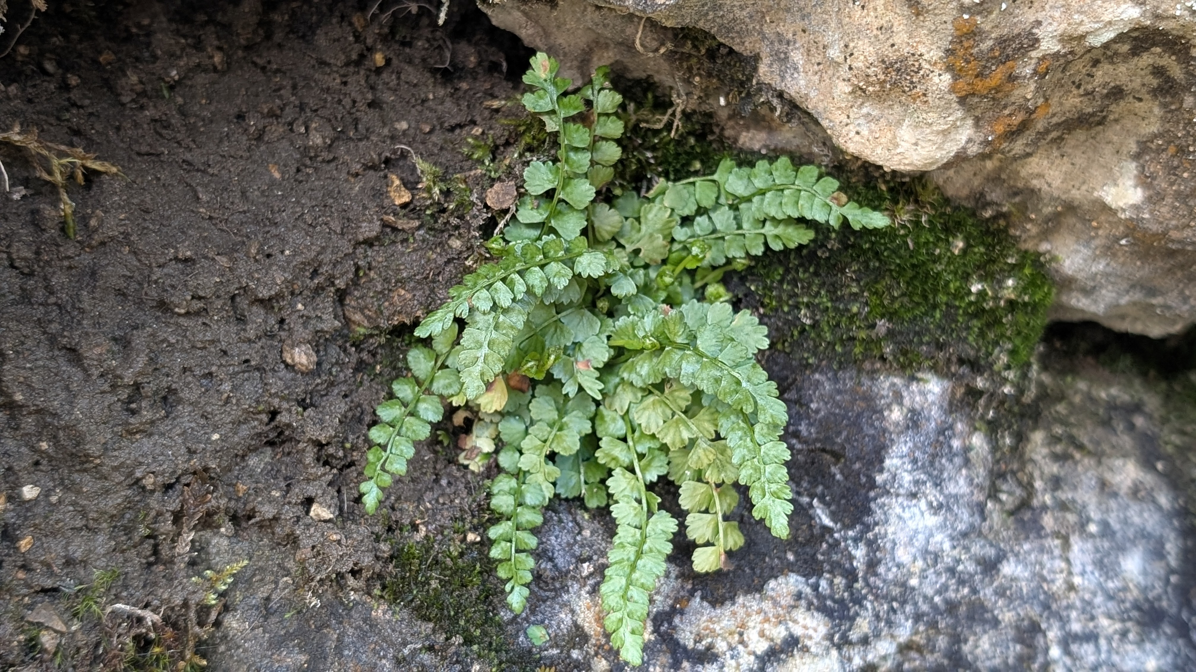 Year of Ferns: Tackling Teesdale (Part 1)