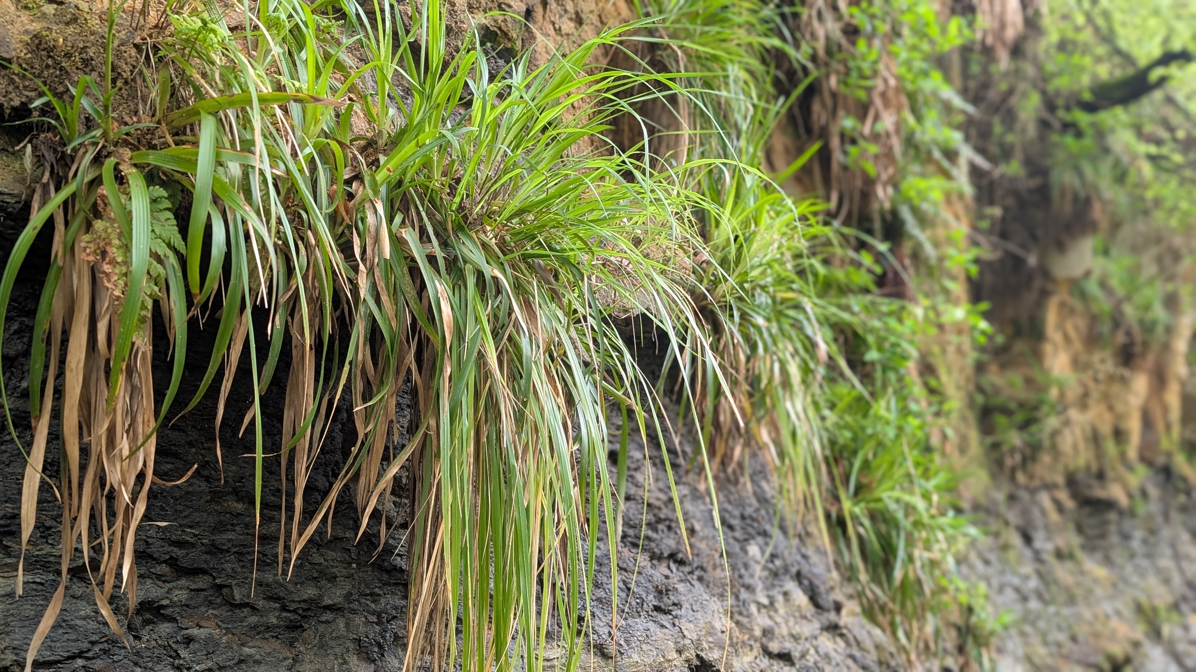 Love Grasses: Specialist Woodland Grasses