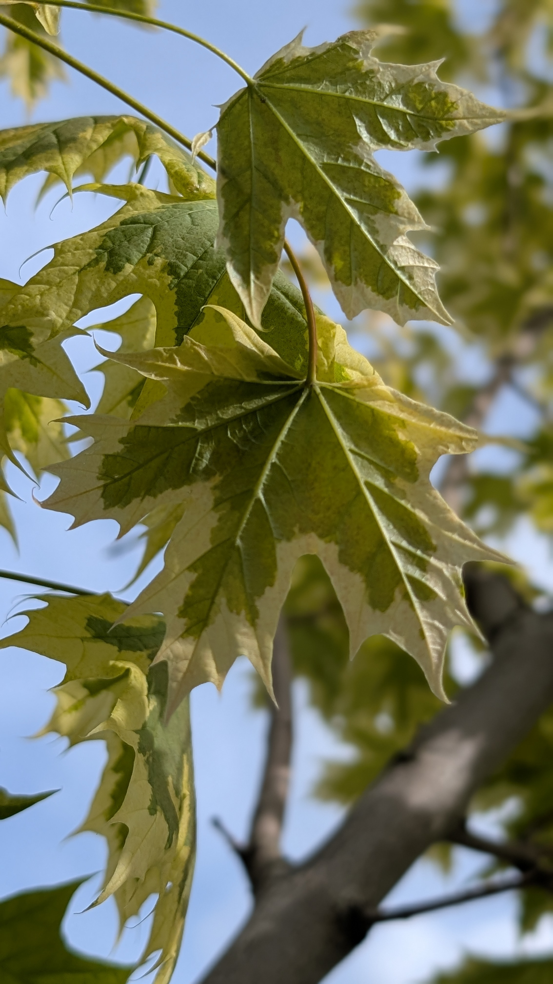 Newcastle Tree Walks: Heaton Park