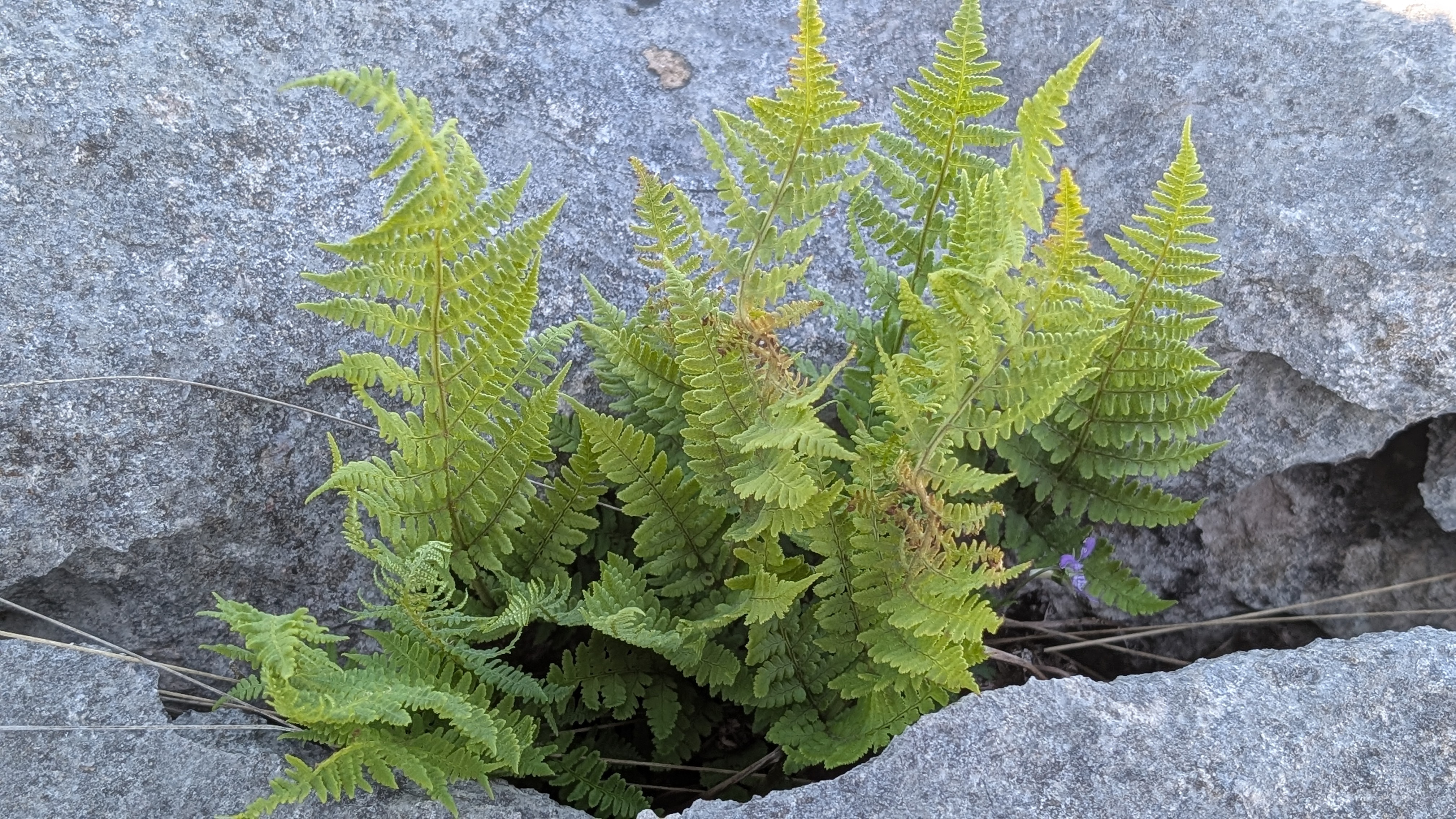 Year of Ferns: Special Ferns