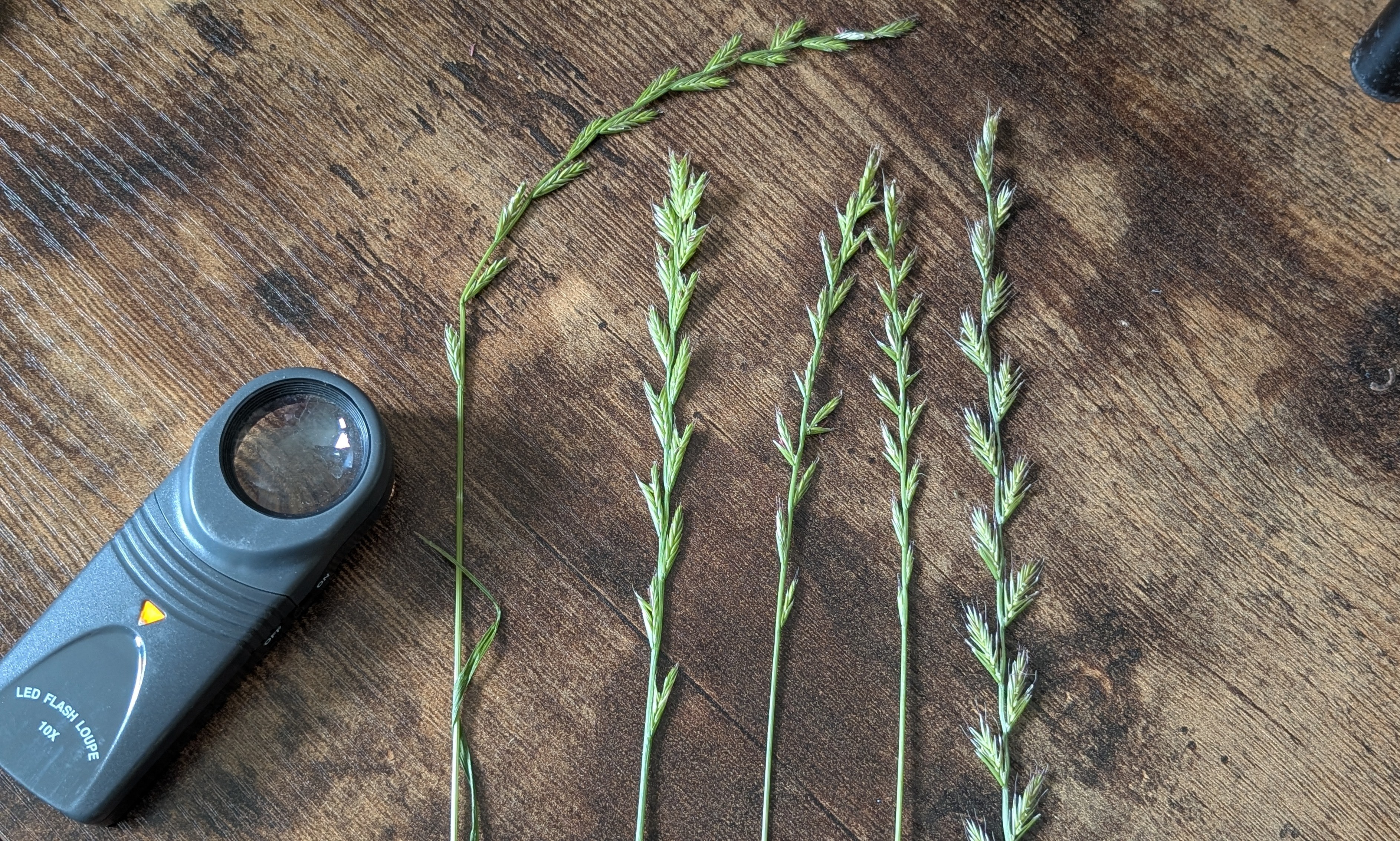 Comparison of Lolium × boucheanum (left) and Lolium multiflorum (right)